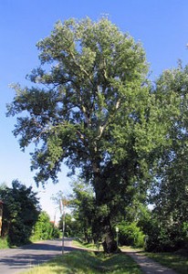220px-Topol_bílý_v_Lochotínské_ulici