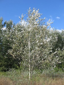 450px-Populus_alba_01