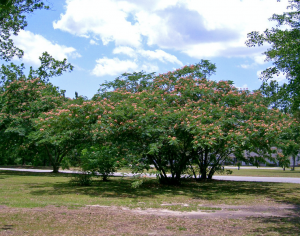 760px-Mimosa-tree-Albizia-julibrissin