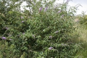 800px-buddleja_davidii_vallee-de-grace-amiens_80_22062007_1