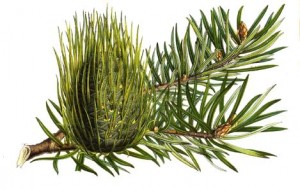 Abies_bracteata_-_Lemaire