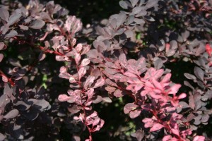 Berberis-thunbergii-f.-atropurpurea-Harlequin-Japanese-barberry-Harlequin-1