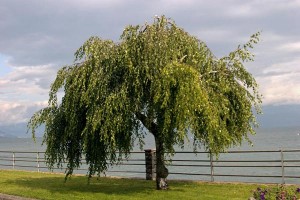 Betula pendula Youngii
