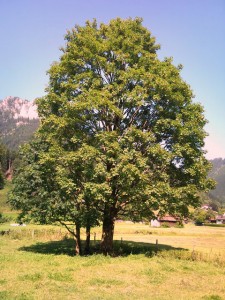 DSC00089
