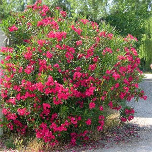 Nerium_oleander-0