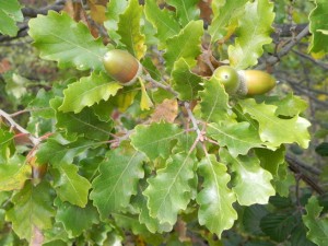 Quercus pubescens2