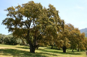 Quercus_suber_JPG1