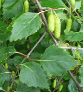 betula-pendula-1