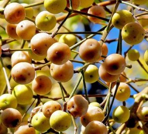 fruto-del-paraiso