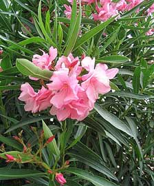 nerium-oleander-flores