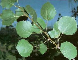 populus-tremula-hojas