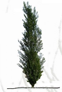 populus_nigra